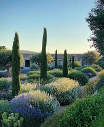 Olive groves